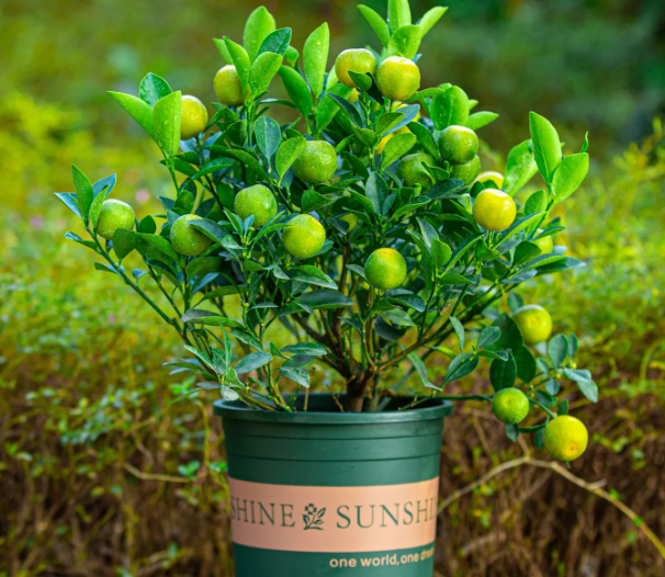 盆栽橘子树怎么修剪