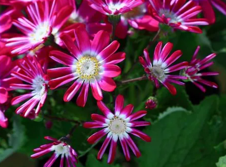 瓜叶菊花期怎么养