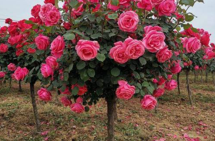 树状月季什么时候剪枝