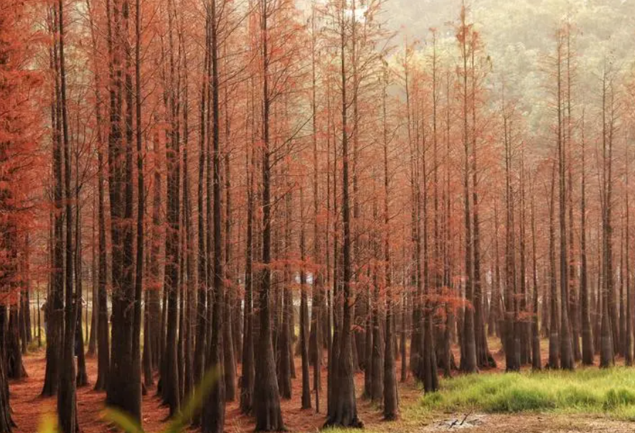 家里为什么不能养杉树