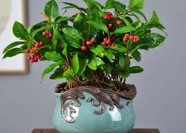 金玉满堂花耐寒多少度