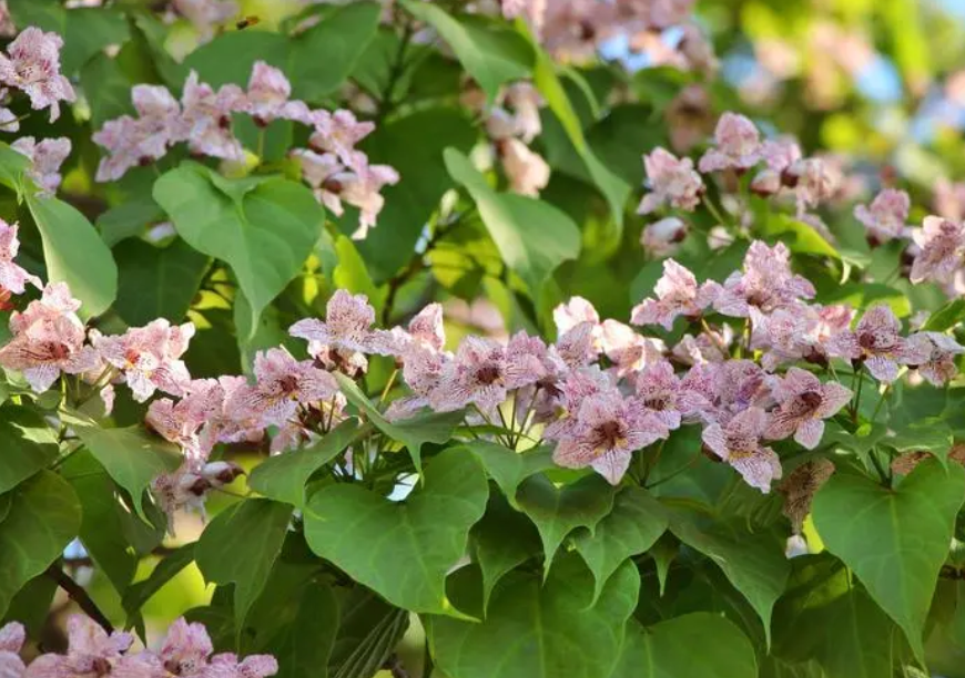 屋后种什么树最旺