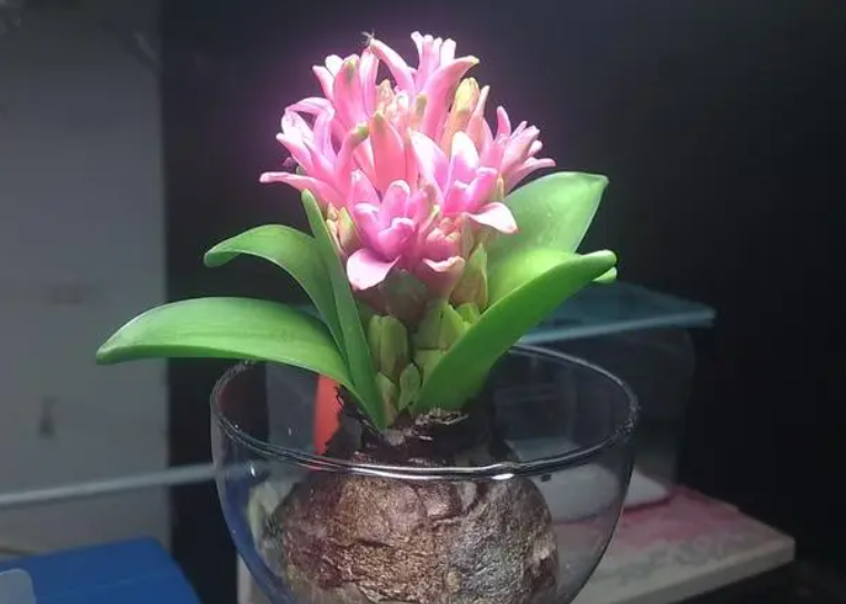 水培风信子开花后第二年还能养吗