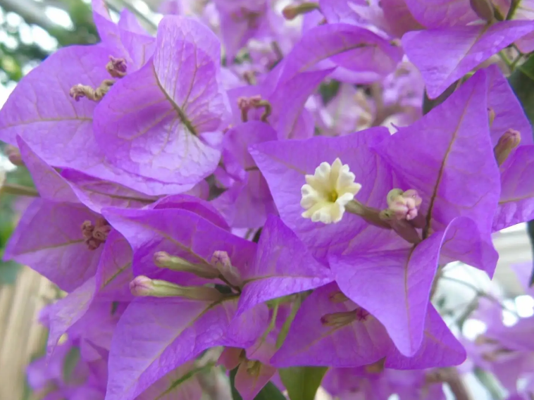 浅紫色三角梅最勤花品种