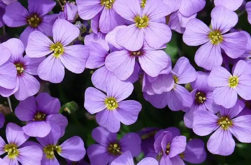 十字花科植物的主要特征有哪些