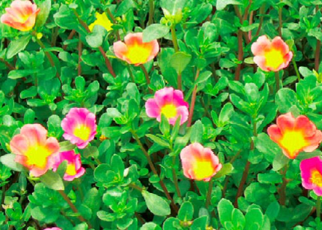 马齿苋花的养护方法