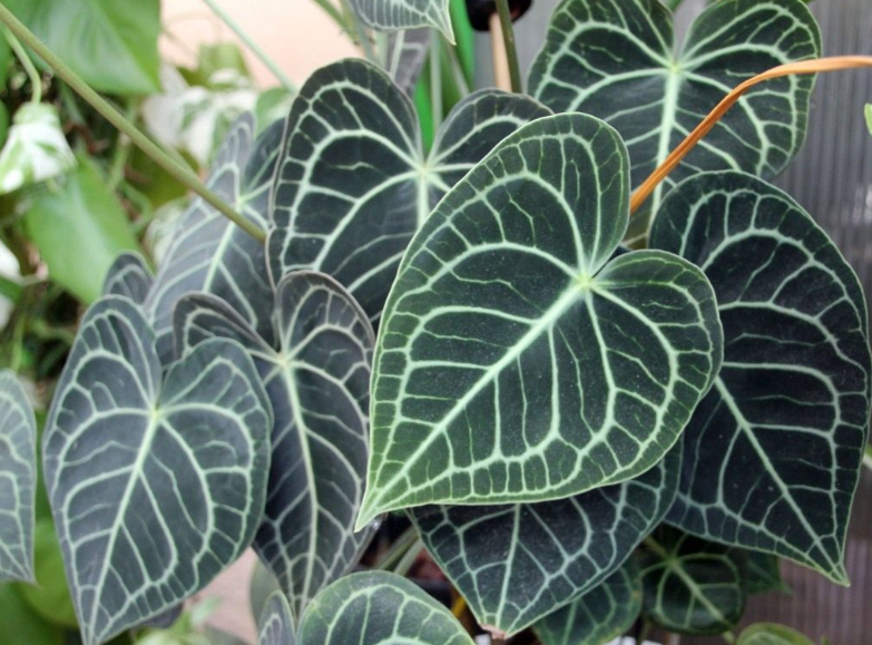 水晶花烛叶子长大要多久