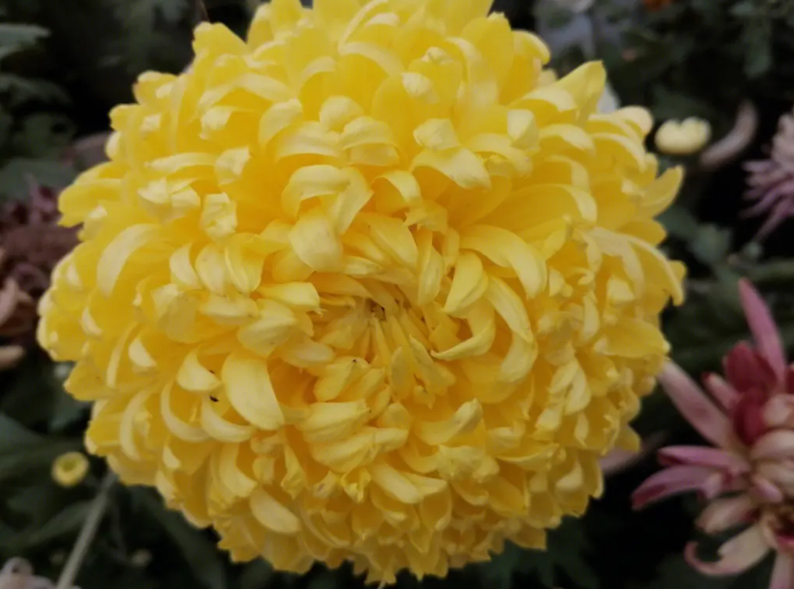 菊花什么时候浇一次水