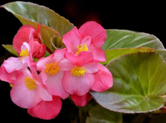 玻璃海棠花谢了后怎么办