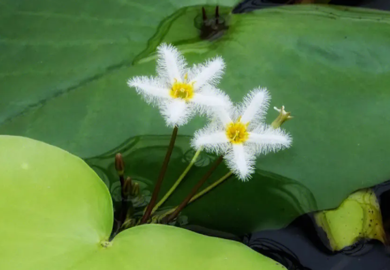 一叶莲的花期是多久