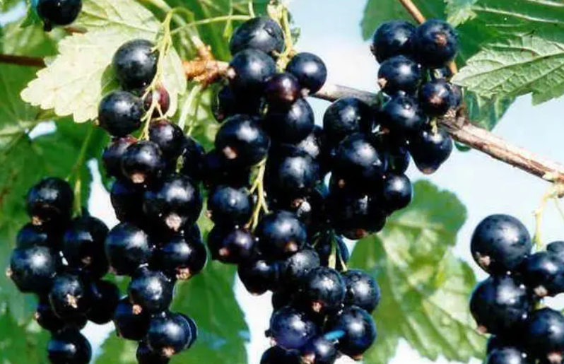 黑加仑和树葡萄的区别