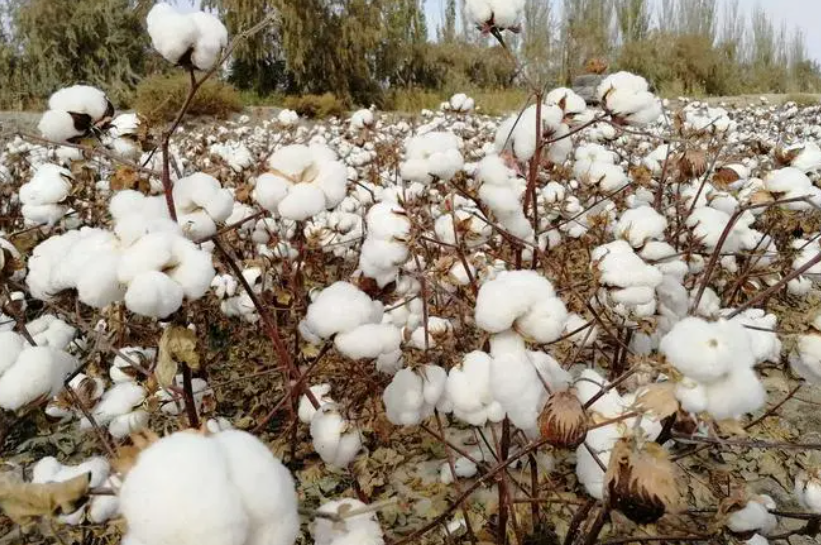 棉花移栽后需要浇水吗