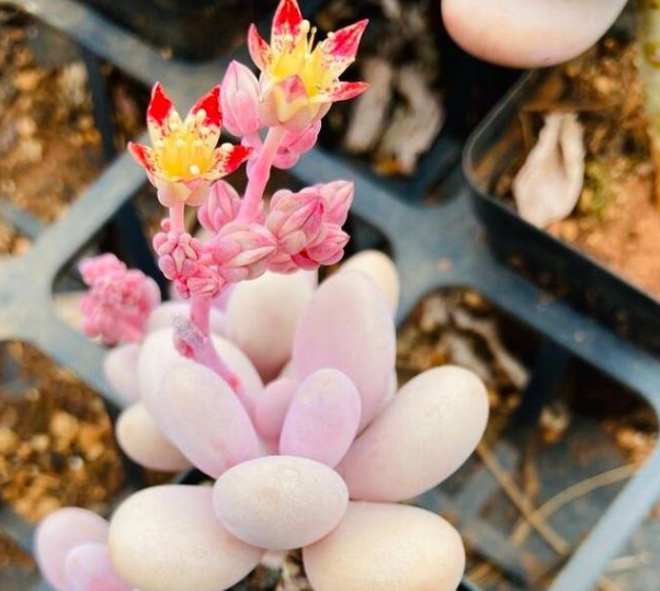 桃美人长花蕊怎么养护