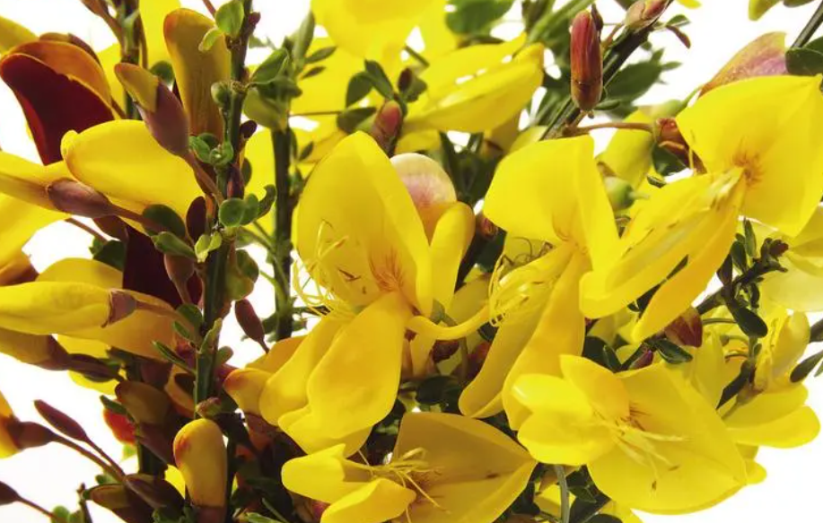 金雀花不开花的原因