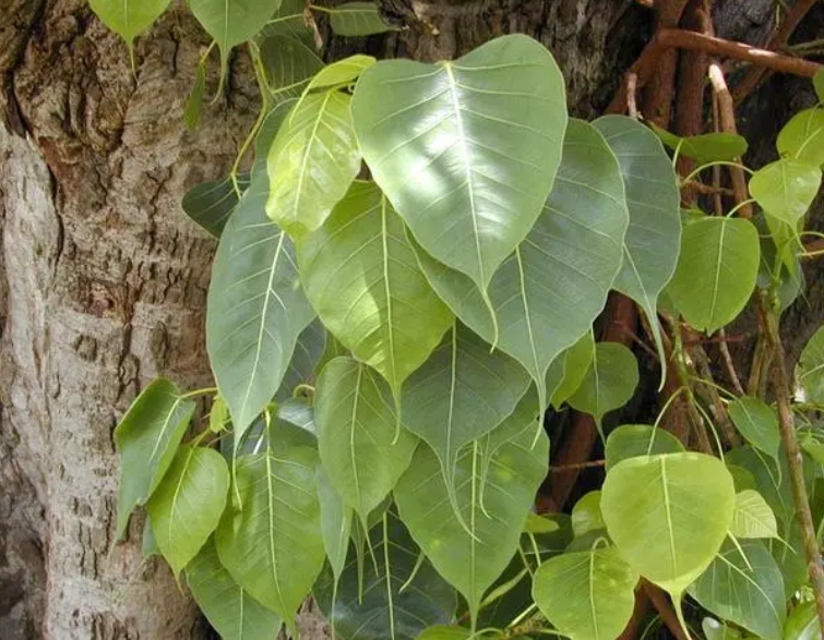 菩提树又叫什么树