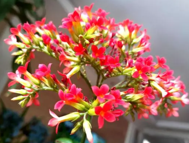 如意花的养殖方法和注意事项