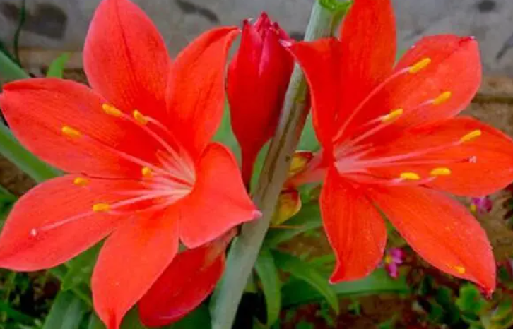 紫根兰几个叶开花