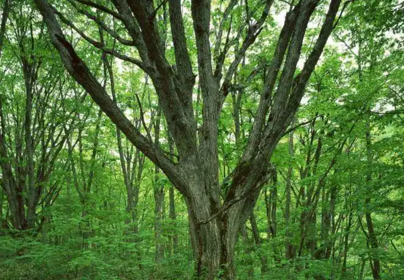 树枝生根繁殖技术