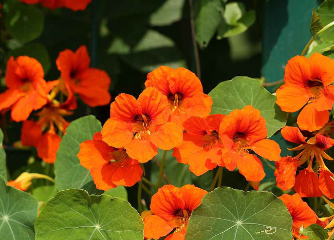 旱荷花什么时候种