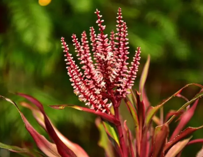 朱蕉花应该怎么培养