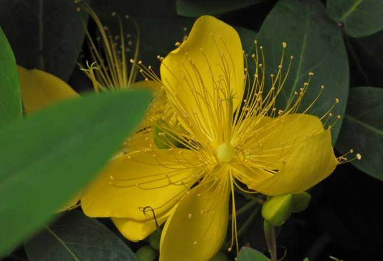 黄金万两花有几种