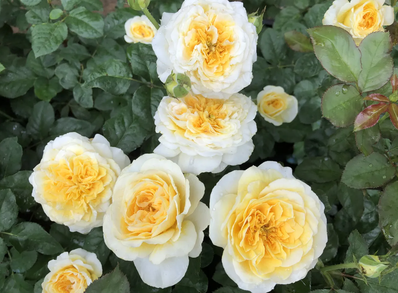 盆栽月季花怎么养比较好