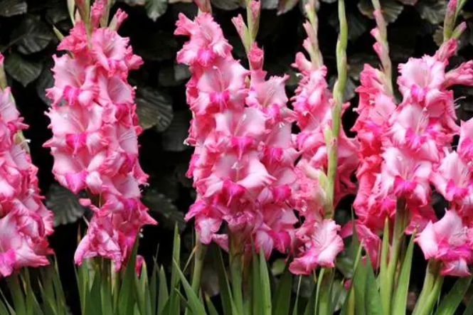 鲜切花剑兰怎么水养