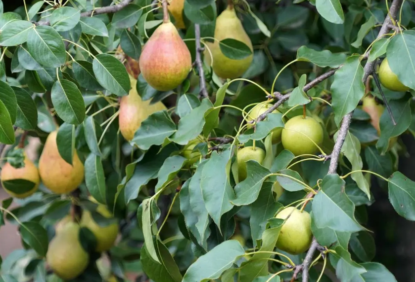 梨树什么时候种植最好