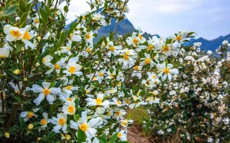 油茶树苗种植技术要点