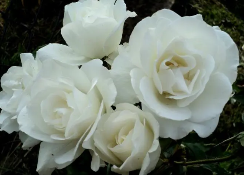 白玫瑰花怎么水养