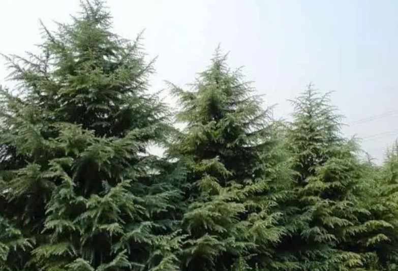 宝塔松树能栽在门口吗