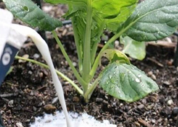 过期牛奶可以直接兑水浇花吗