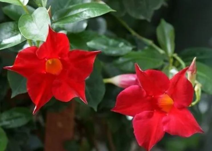 双喜藤花期多长时间