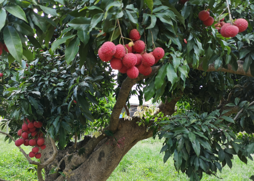 荔枝树苗栽培方法