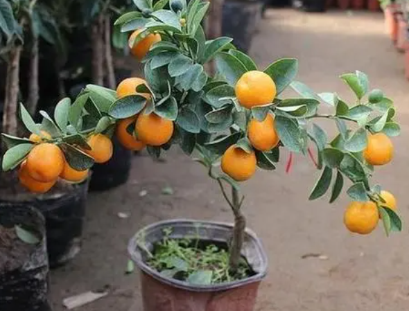 浅盆怎么固定盆景树