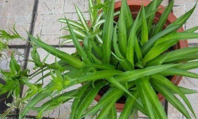 青叶吊兰会开花吗