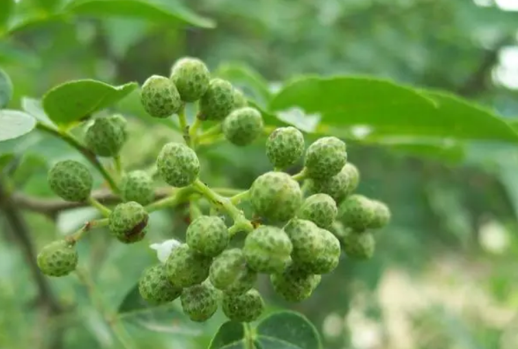 花椒的寓意是什么意思