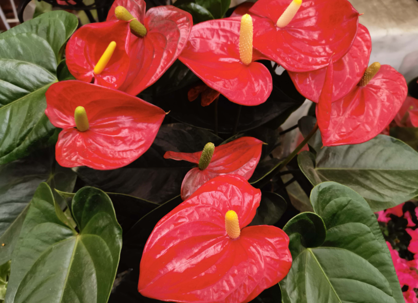 火鹤花适合在室内养吗