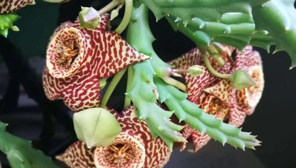 家里养豹皮花好不好