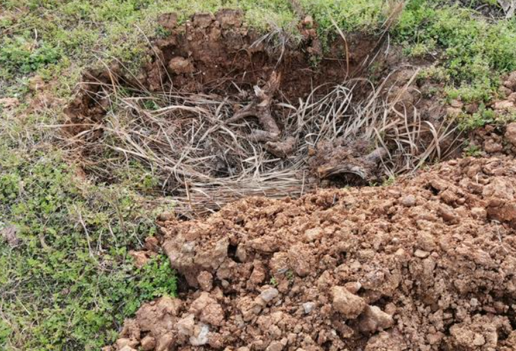 栽树坑里放点什么肥料好