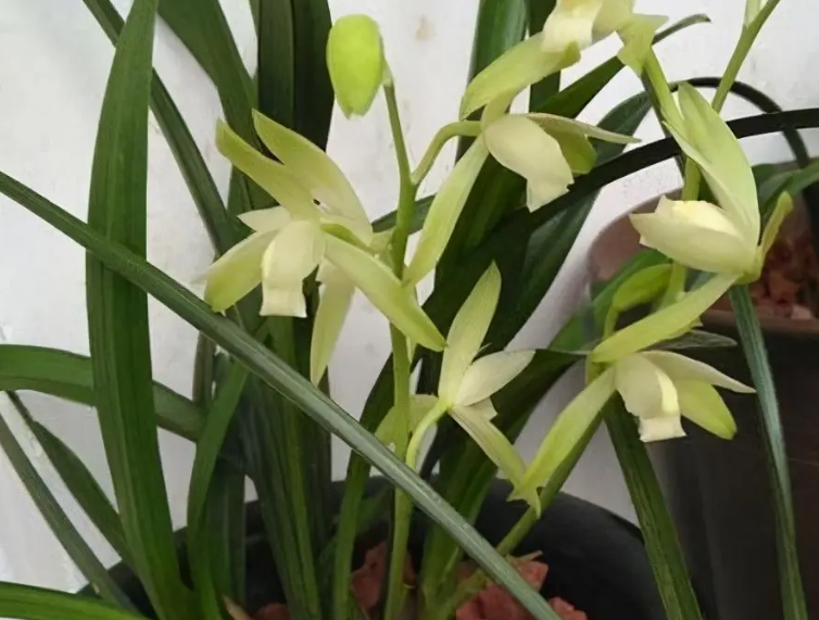 建兰开花后多长时间谢