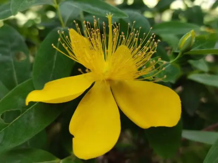 金丝桃的花语和象征