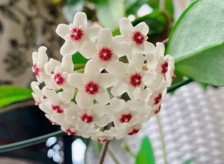 球兰怎样养才容易开花