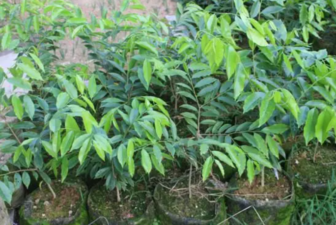 奇楠沉香树几年开花