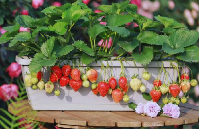 草莓苗开花后如何养护