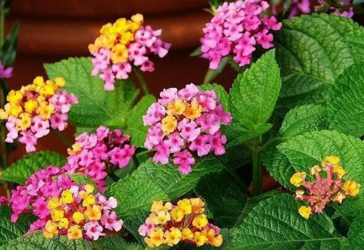 五色花煮水喝会中毒吗