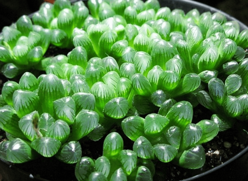 姬玉露开花要剪掉吗