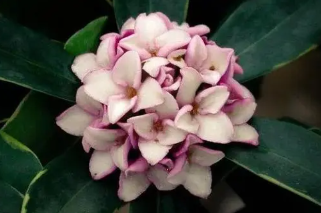 睡香花适合在室内养吗