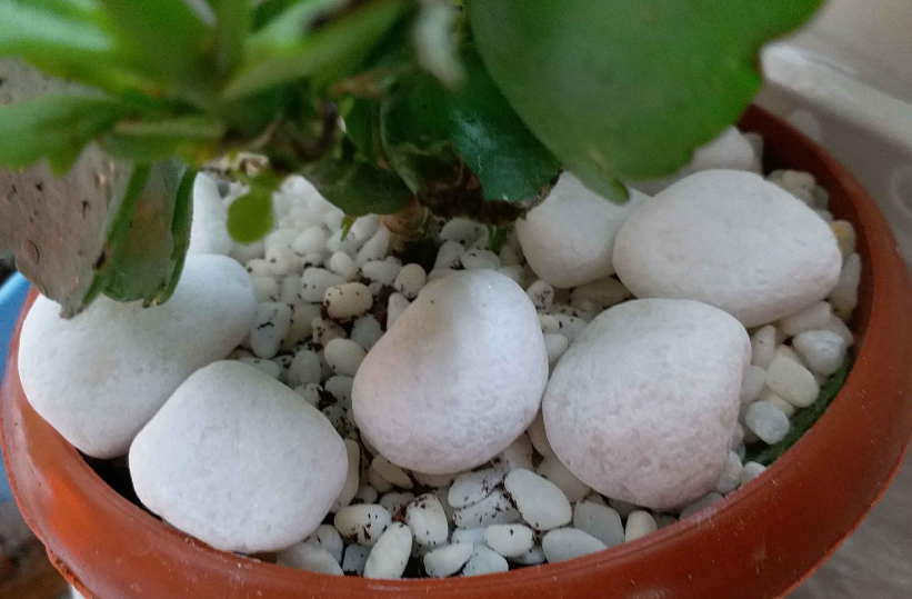 石子养花的优点与缺点