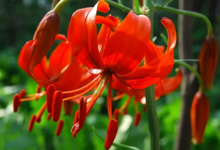 山丹丹花家里能养吗